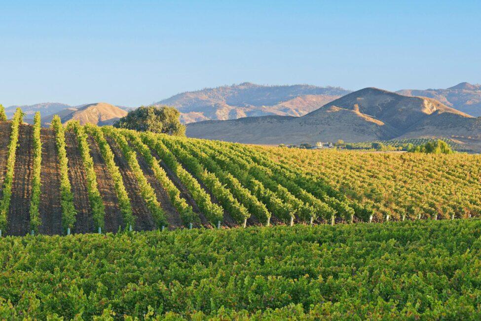 Image 6 for Which California Wine Region Is the Very Best?